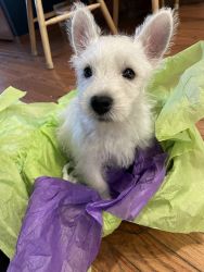 Westie pups available