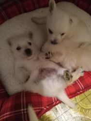 Westie/ pomeranian puppies