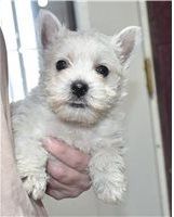 Beautiful west highland terrier puppies