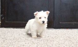 AKC Westie Puppies available