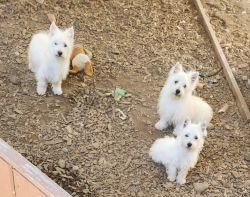 WEST HIGHLAND TERRIERS