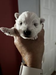 AKC female West highland white terrier