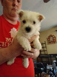 Beautiful AKC Male West Highland White Terrior Puppies