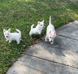 Westies for forever homes