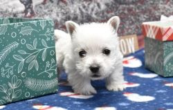 white West Highland White Terrier puppies