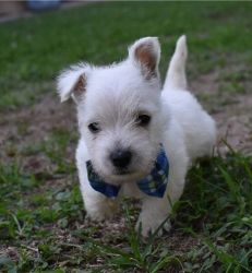 West Highland White Terrier Puppies Available