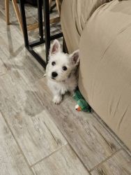 AKC Male West Highland White terrier