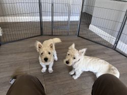 2 Make West Highland White Terriers