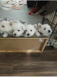 4 purebred West Highland White Terrier (westie) looking forever home