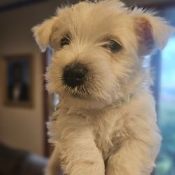 Pure Breed West Highland Terrier Pups for Sale