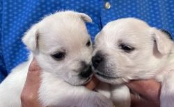 West Highland Terrier Puppies