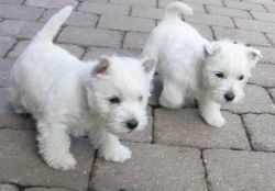 Affectionate Babies West Highland Terrier Puppies