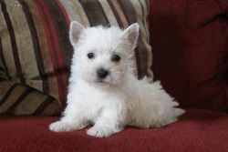 Awesome West highland puppies for sale.