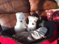 Pedigree Westhighland White Terrier Puppies