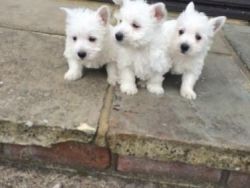 Adorable Reg West Highland White Terrier Puppies