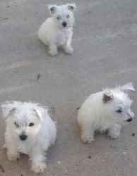 Reg Westhighland White Puppies For Sale