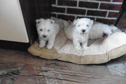 Lovely pups for sale. Boys and girls