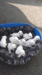 Beautiful West Highland White Terrier Pups