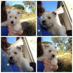 Westhighland White Terrier Puppies For Sale