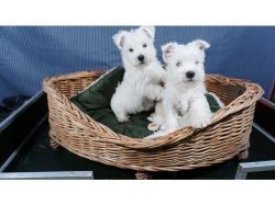 Pedigree West Highland Terrier pups