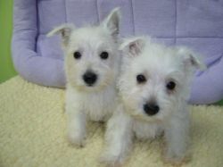West Highland Terrier Pups- Perfect Examples