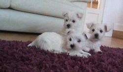 Stunning Westie Puppies