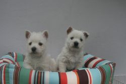 Beautiful West Highland Terrier Puppies For Sale