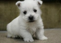 West Highland White Terrier Puppies .