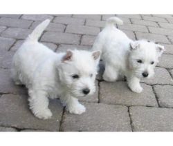 highland white puppies for sale