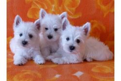 well trained west highland terrier puppies