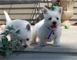 White West Highland Terrier Puppies Ready,