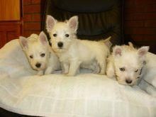 West Highland Terrier Puppies.