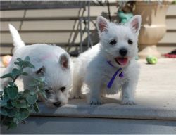 White West Highland Terrier Puppies Ready