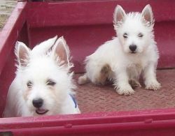 White West Highland Terrier Puppies Ready