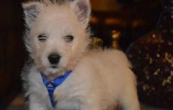 Well Trained West Highland Terrier Puppies Ready