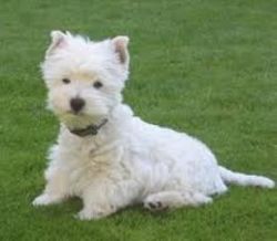 West Highland Terrier Puppies Now Ready