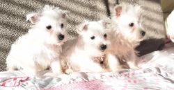 Beautiful Westhighland White Terrier Puppies