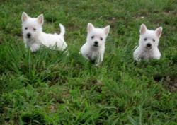 Beautiful West Highland White Puppies