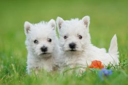 West Highland White Terrier Pups (xxx)xxx_xxxx
