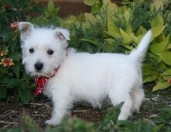 Socialized West Highland White Terrier Puppies