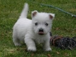 West Highland White Terrier Puppies For Sale