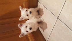 Cute West Highland White Terrier Puppies
