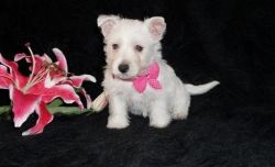 Top Quality West Highland White Terrier Pups