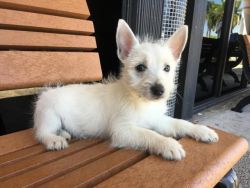 cute West Highland White Terrier Puppies