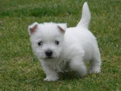 West Highland White Terrier Puppies For Sale $500