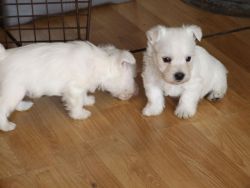 Reg West Highland Terrier Puppies
