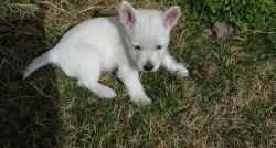 more puppies West Highland White Terrier