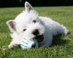 White Proven Pedigree West Highland Terrier