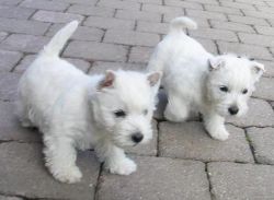 Kc Reg West Highland Terrier Puppies