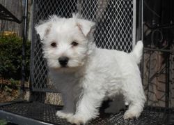 Akc West Highland White Terrier Puppies. Text Only